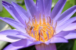 purple flower with yellow center and bee