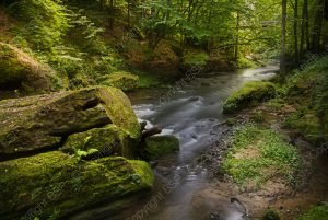 flowing river in forest